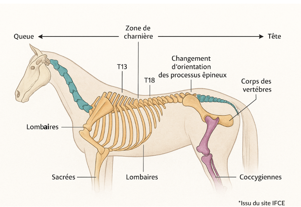 Schéma corps cheval